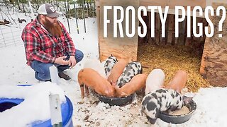 Should You Raise Pigs In The WInter?
