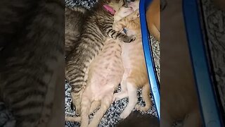 Kittens I took a nap