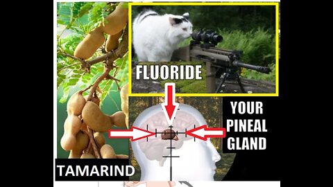 Fluoride and Your Pineal Gland