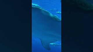 Whale Sharks The Behemoths of the Sea #shorts