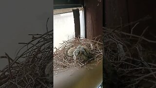 Baby Doves #australia #birds #wildlife #nature