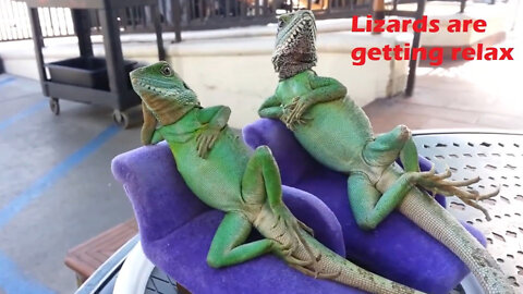 Lizards are getting relax