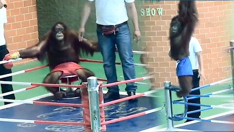 orangutan show | funny boxing by orangutan latest