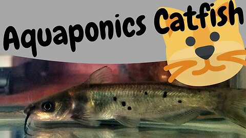 Channel catfish for aquaponics (Hybrid aquaponic system)