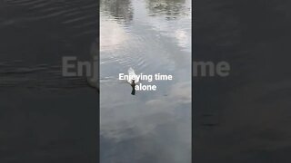 ducky enjoying alone time