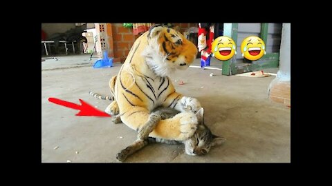 Tiger prank scrim🐸🙄😆