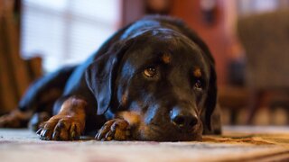 Pets more likely to respond to words such as 'treat' or 'cookie' over their own name