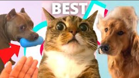 Cute And Funny Animals TikTok Animals Compilation