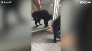 Kitty bristles with fright at her own reflection