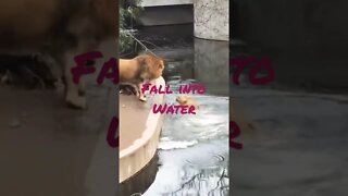 Fall Into Water