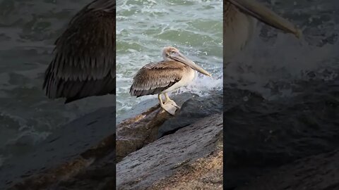 Look At The Eyes #shorts #nature #virginiabeach #beach