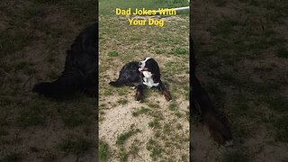 jokes with your dog, eggs #dog #dadjokes #funny