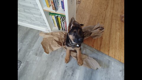 Puppy Vs packing paper