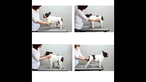 ANNUAL SALE! Pet Products For Dog Cat Massage Brush Combs
