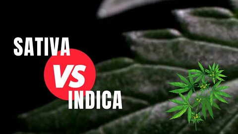 Differenze tra Sativa e Indica