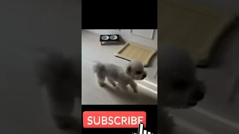 cute baby dog chor police #status #india #viral #tiktok #shortvideo