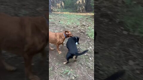 My Fox red lab and grand-dog love to play tug of war while camping! #labrador #foxredlab