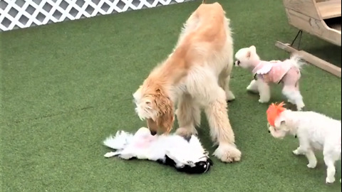 Chihuahua plays dead when big dog approaches