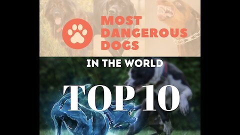 Most Dangerous Dogs In The World Top 10
