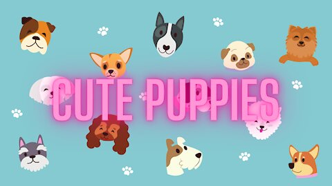 Cute Puppies - A princess day in the garden