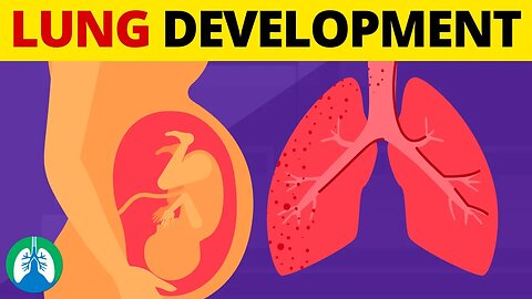5 Stages of Fetal Lung Development | Quick Explanation