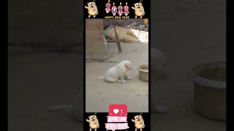 36_😂🐶😂 Baby Dogs - Cute and Funny Dogs Video 😂🐶😂 (2022)