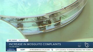 Increase in mosquito complaints