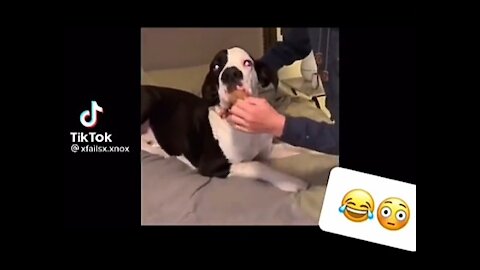 Compliation of the funniest dogs ever