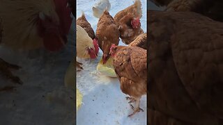 #shorts #chickens