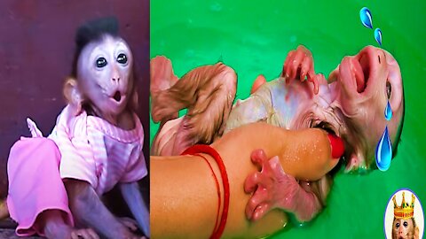 Monkey Baby Chaly Super Cry Loudly, During Mom Take.Bathing.First.time - Monkey Animals 069