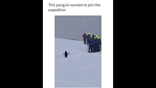 A penguin joins the expedition