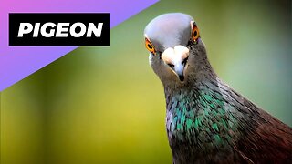 Pigeon 🕊 Is It The Smartest Bird On The Planet? #shorts