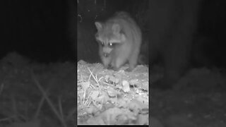 Raccoon 🦝with glowing eyes👀 #cute #funny #animal #nature #wildlife #trailcam #farm #homestead