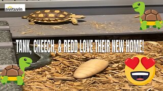 The new tortoise 🐢 habitat up close