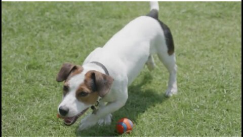 #Cute puppy, running within reach of a ball.