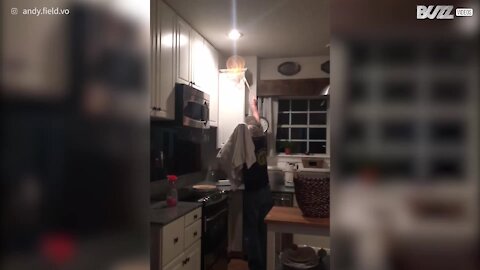 Ecco cosa succede quando un uccellino invade la cucina