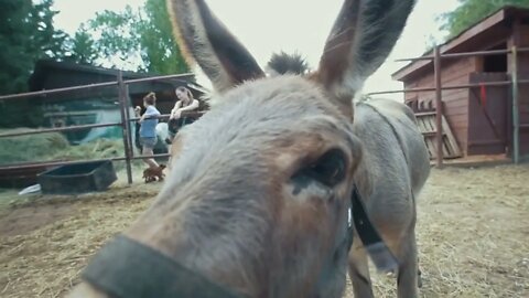 Cute funny donkey comes to the camera and watches