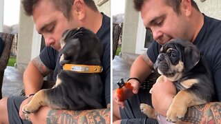 Bulldog Puppy Has Dramatic Reaction To His First Nail Trim