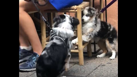 Dog spotting ~ Mini Aussie meets mini-er aussi