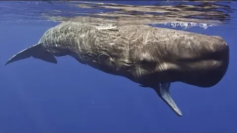 Sperm whale - Amazing Animal