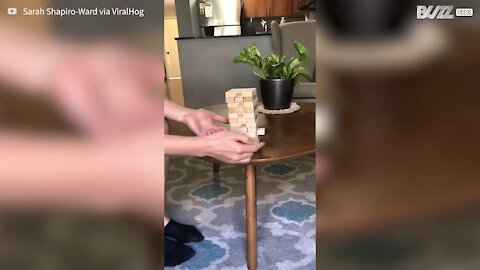 Impressionante: cão aprende a jogar Jenga