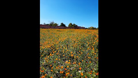 Beautiful blooming flower