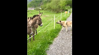 Cautious Dog Wants To Befriend Donkeys So Badly