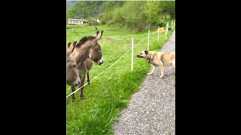 Cautious Dog Wants To Befriend Donkeys So Badly