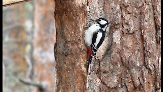 Great spotted woodpecker hides grains in the bark of a tree