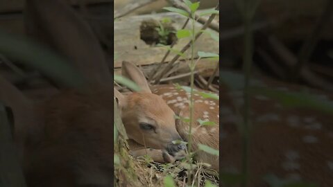 A fawn stopped by to say hi #deer #fawn #biology #shorts