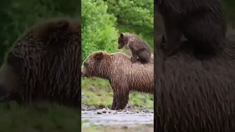 Family walk / Bears #Nashvi #bears #shorts