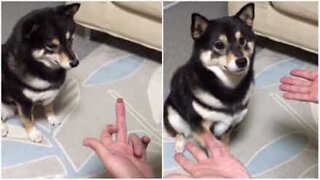 La reazione del cagnolino al trucco di magia