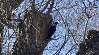 Pileated wood pecker