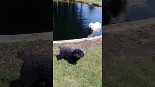 Poodle goes in pond